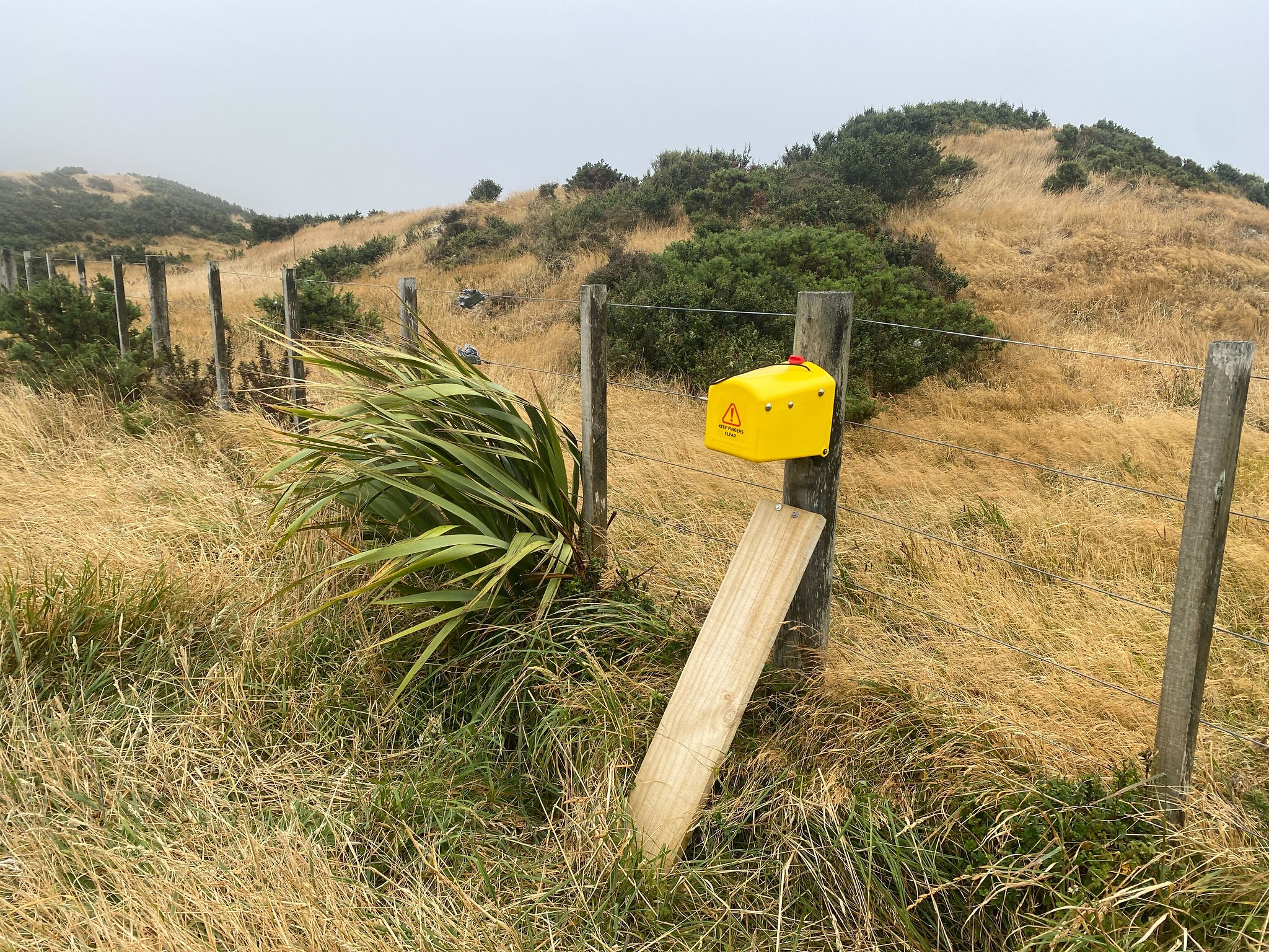 A Flipping Timmy mounted on a fence post in a tussock environment. There is a plank of wood acting as a ramp to the Flipping Timmy.