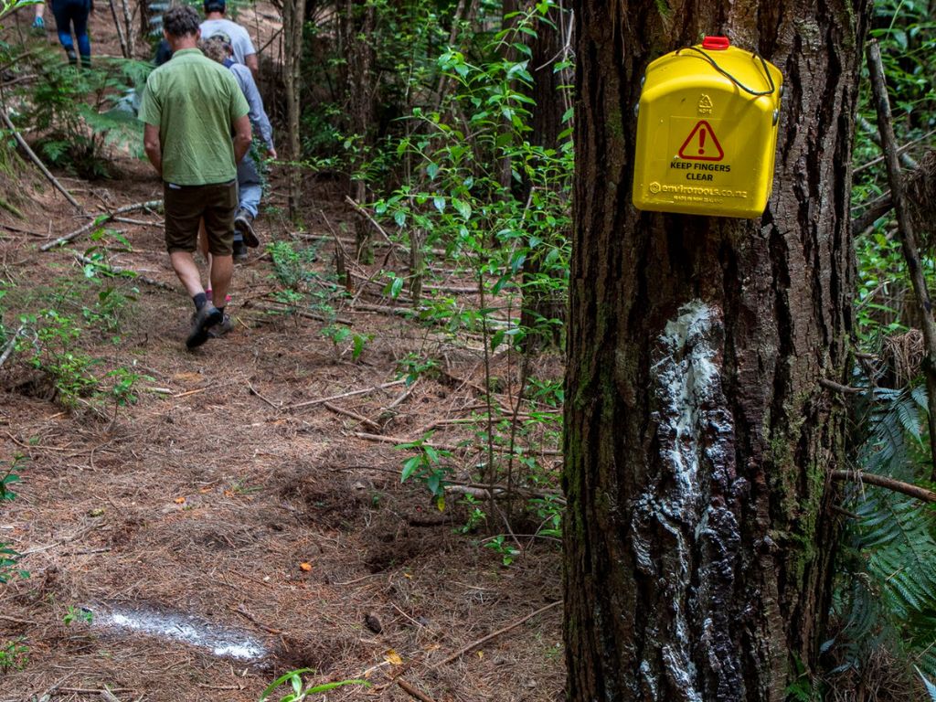 A Flipping Timmy possum trap mounted on a tree with white flour paste below it. In the background people are walking through the bush.