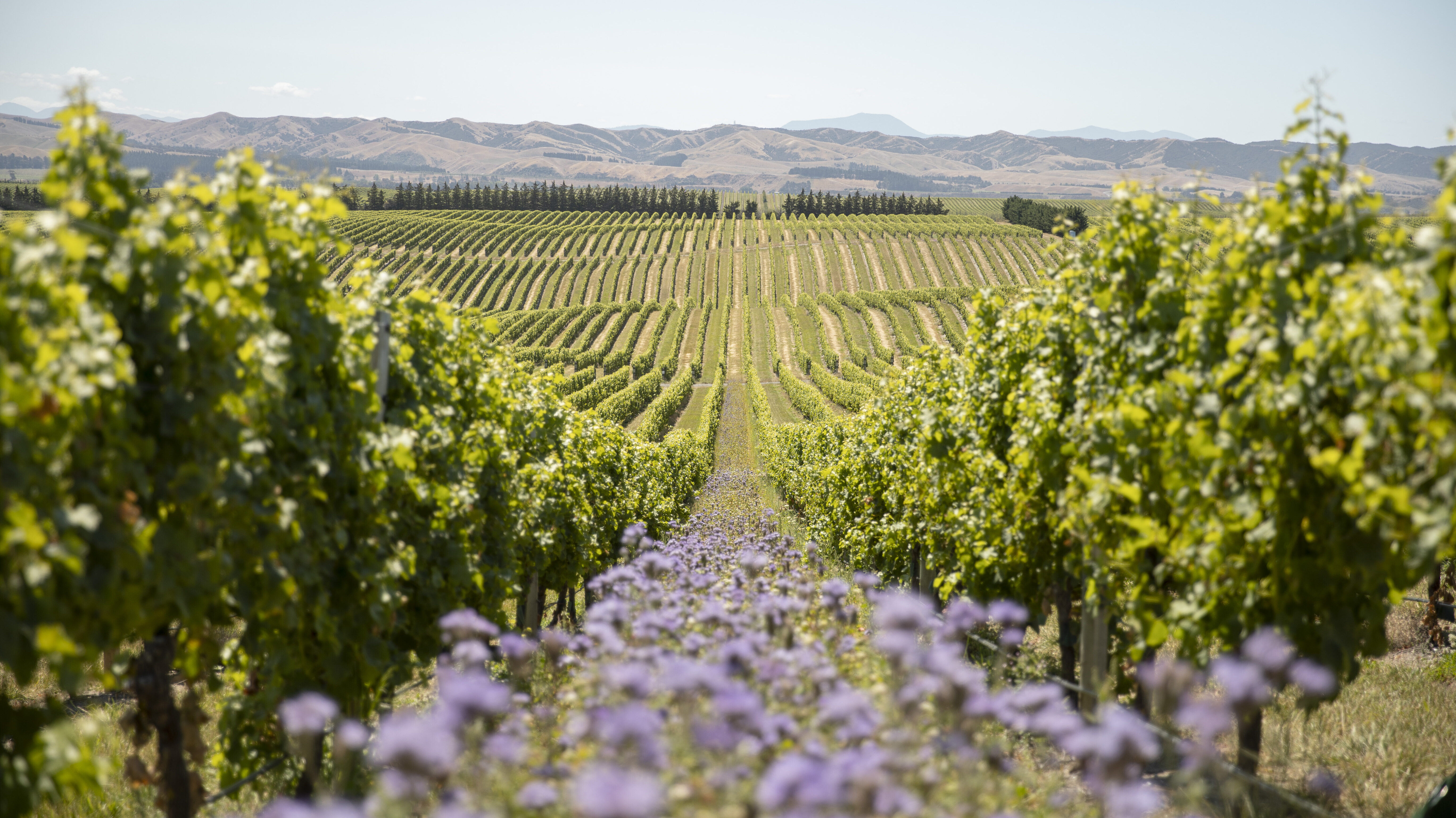 A landscape photo of Yealands vineyard with flowers growing between the vines