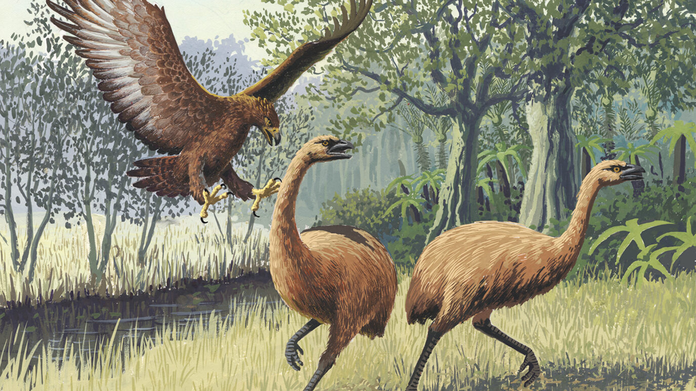 A drawing depicting a Haast's eagle hunting a moa