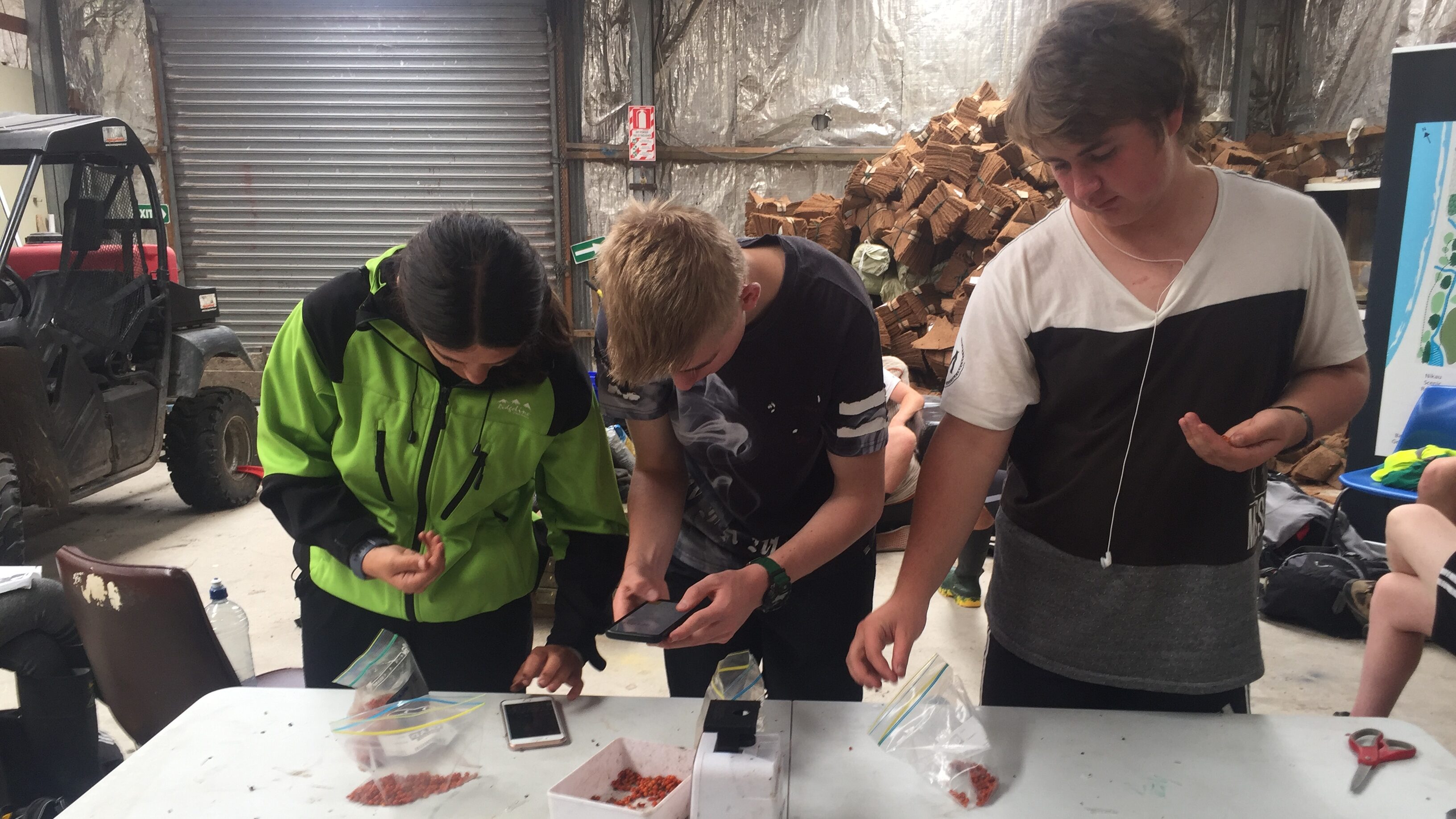 Conservation students spent a day picking karamu berries, planning to soak them and extract the seeds.