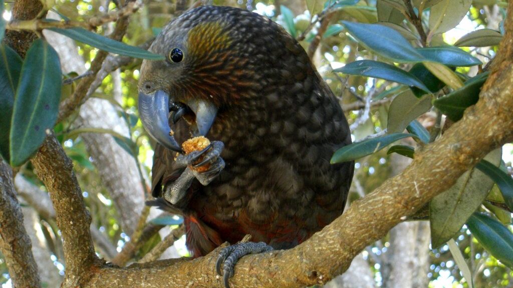 A kākā perched on a branch eating