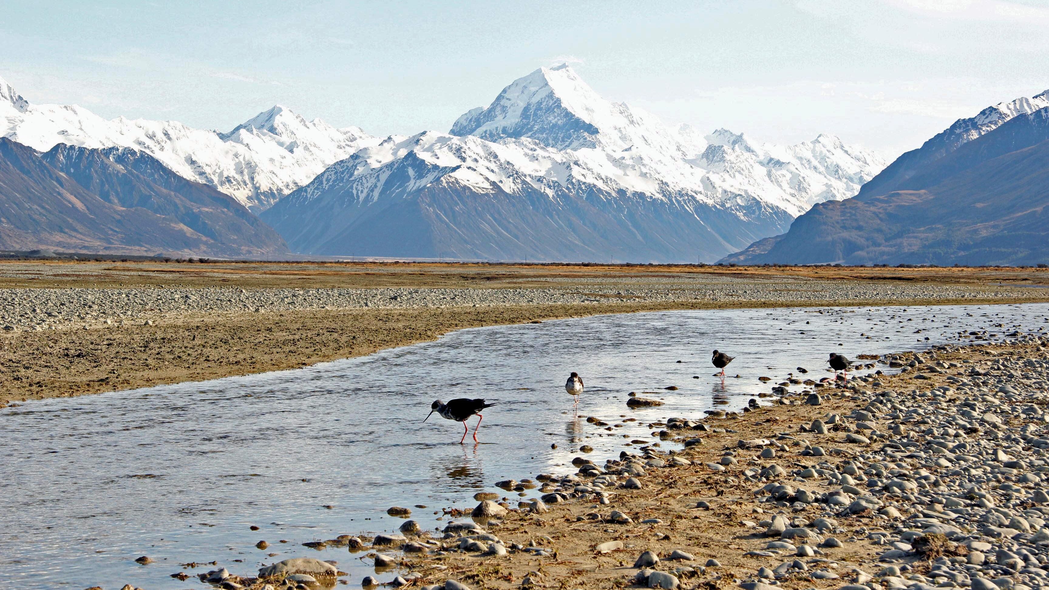 birds wading in a shallow stream with mountainous landscape in the distance
