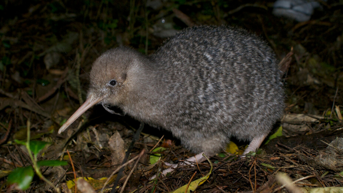 Kiwi walking in the forest in the night