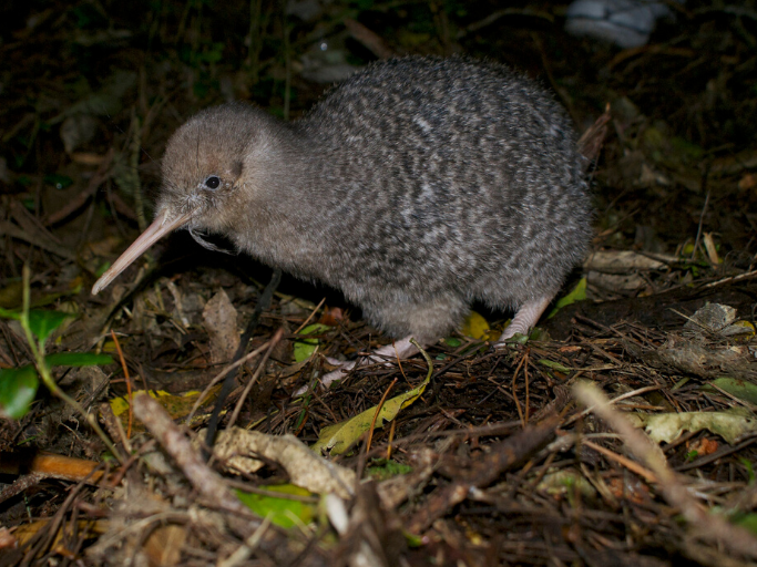 Kiwi require specific bird count methods.