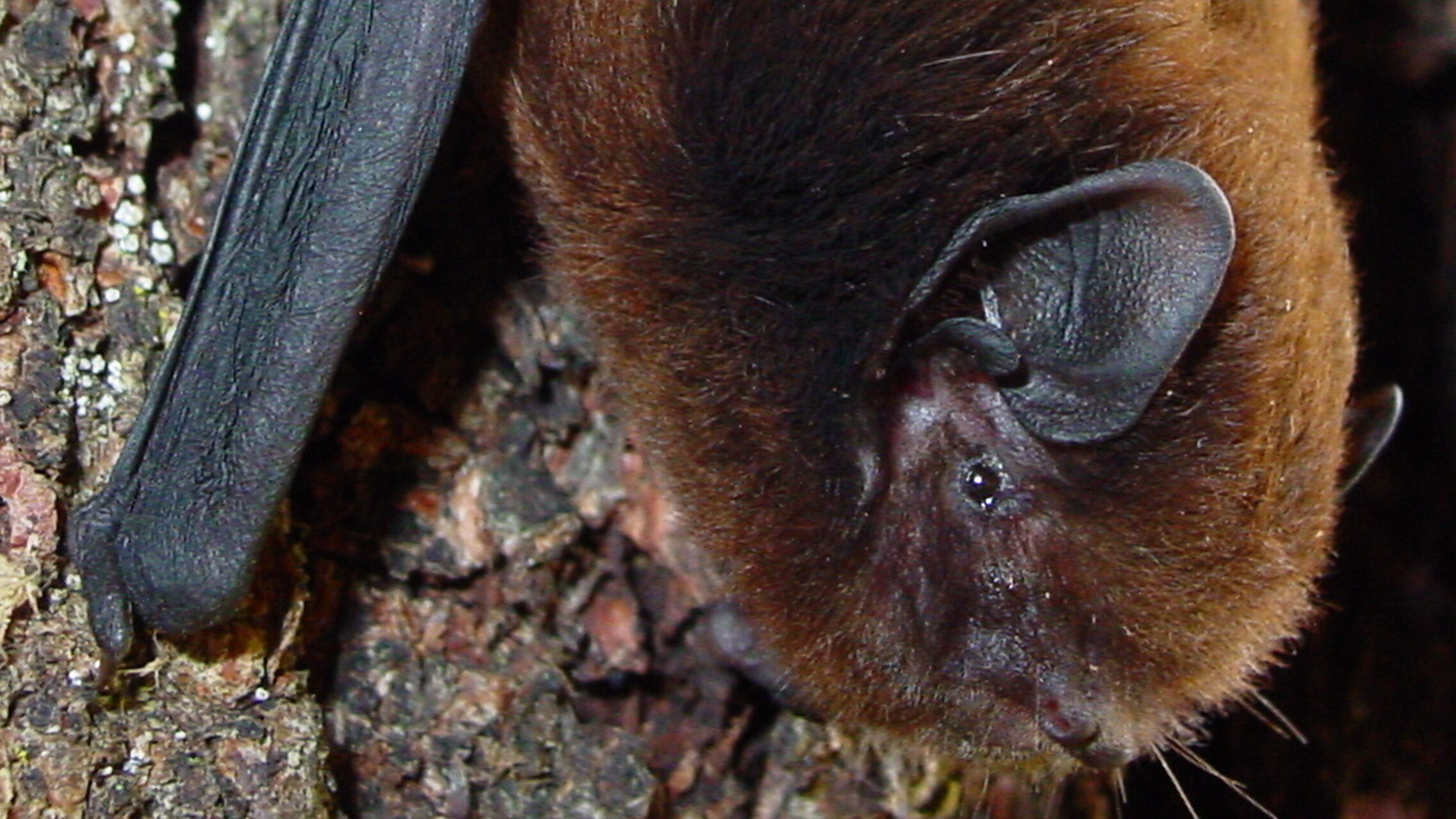Close up of long-tailed bat on tree trunk