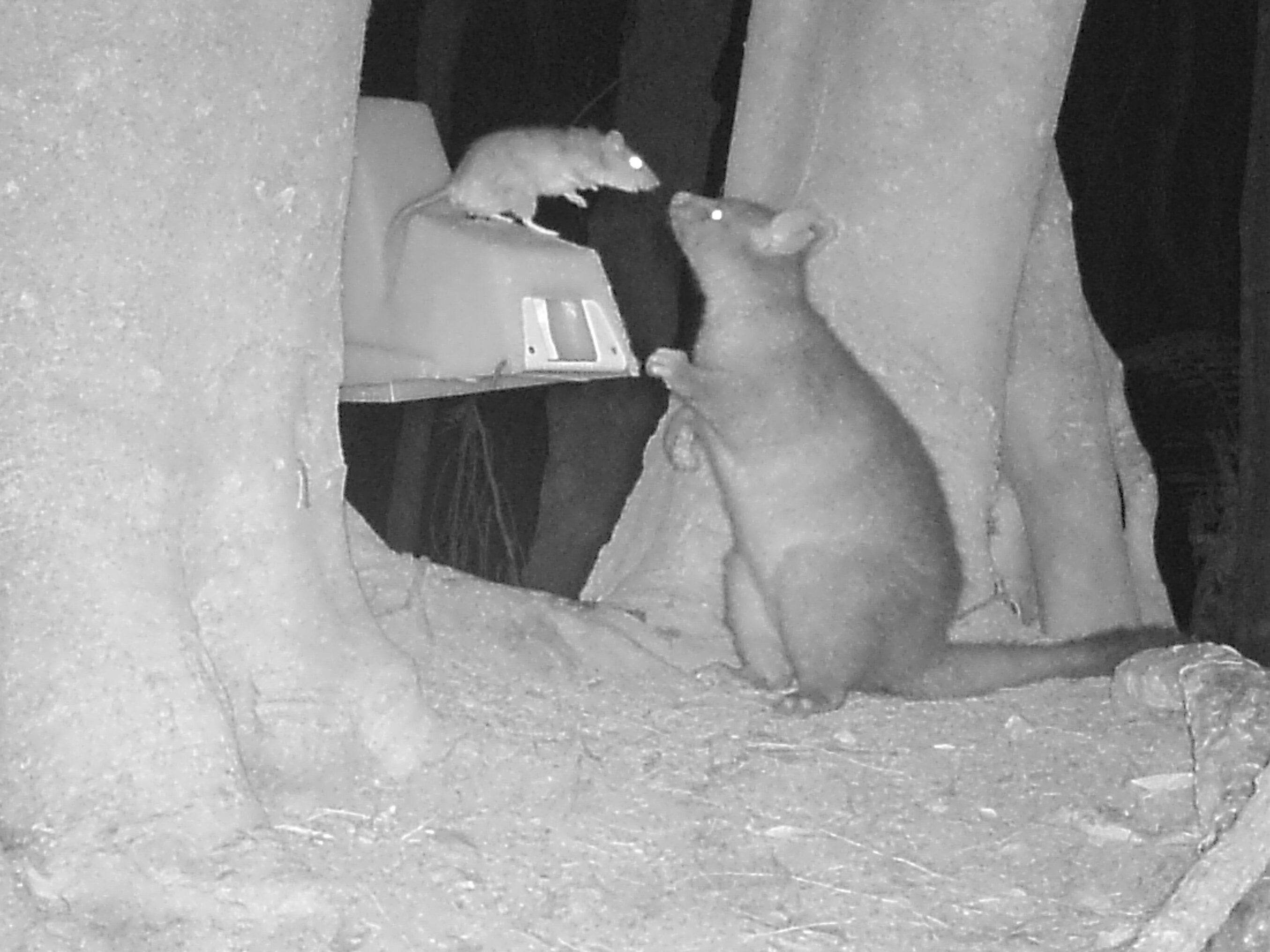 A possum and rat interacting with bait station