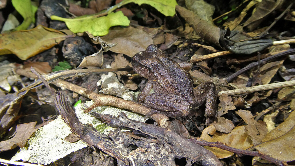 Maud Island Frog on leaf litter