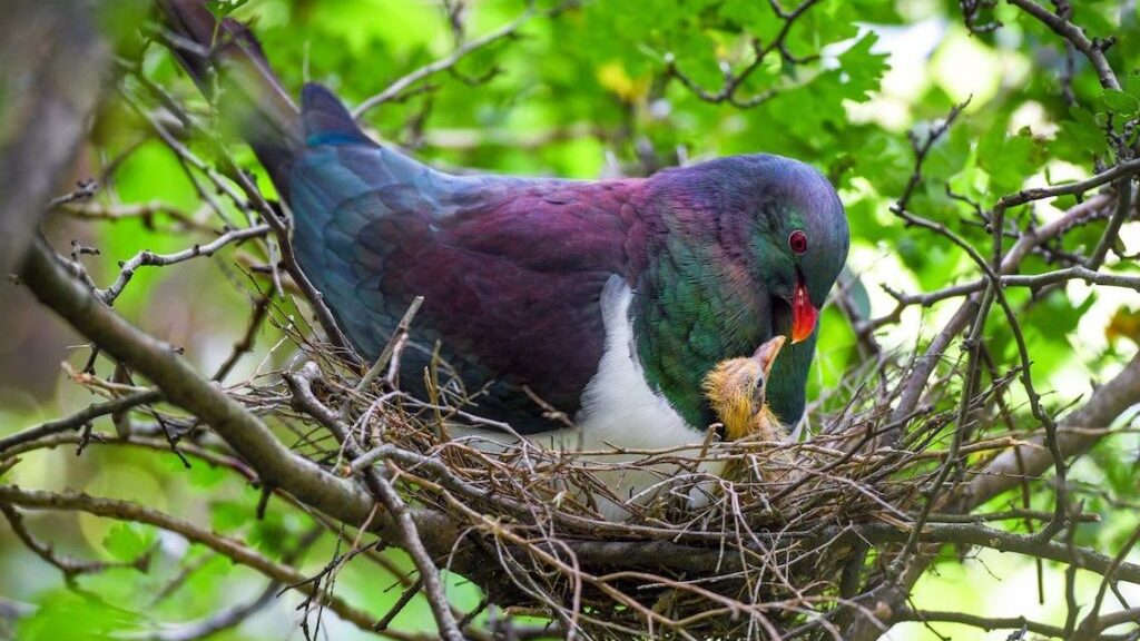 Kererū parent feeding its chick in a nest of twigs.