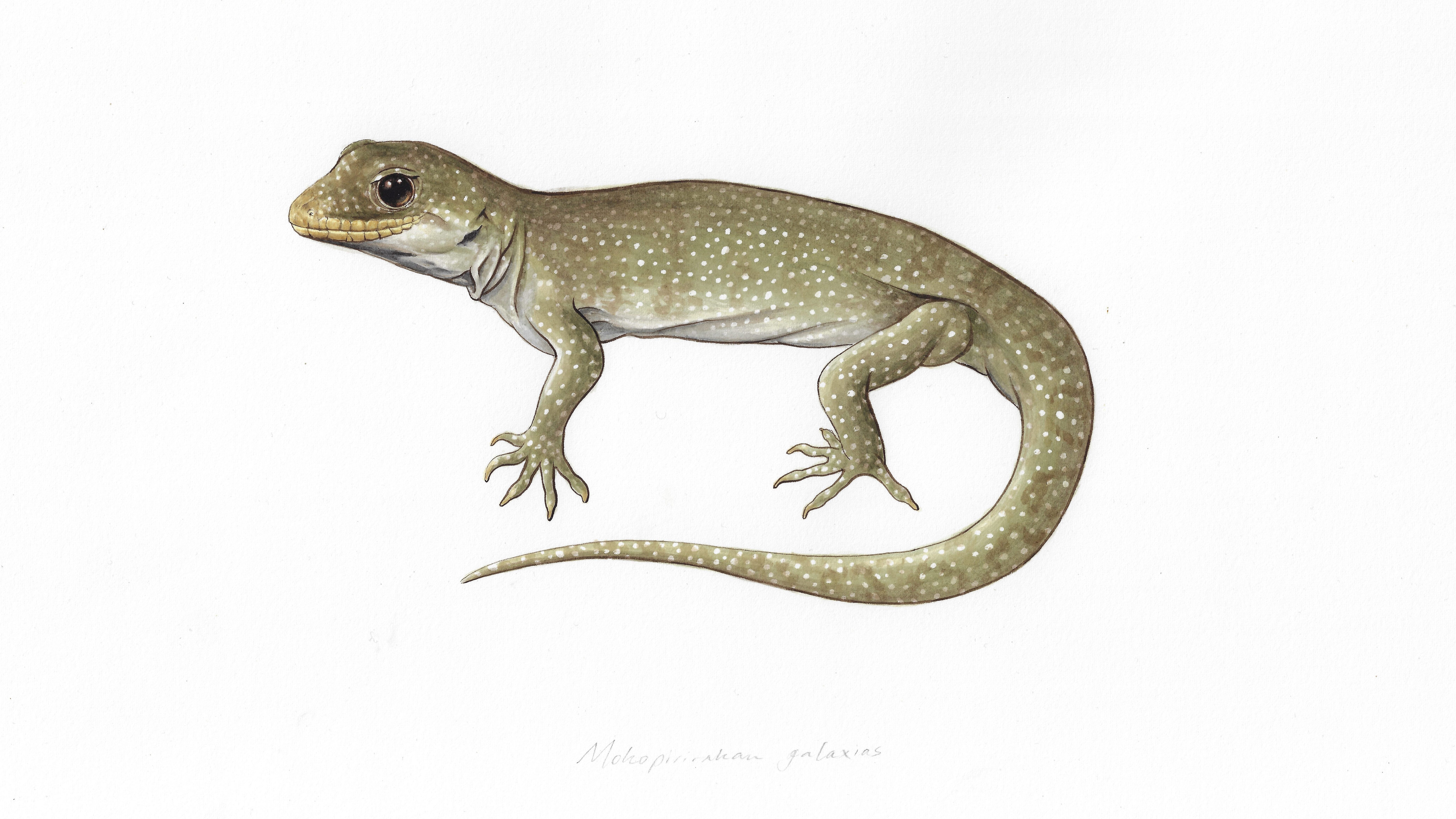 A painting of the hura te ao gecko