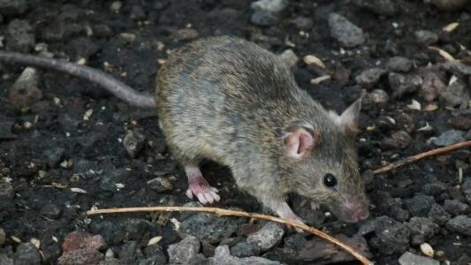 A small brown mouse