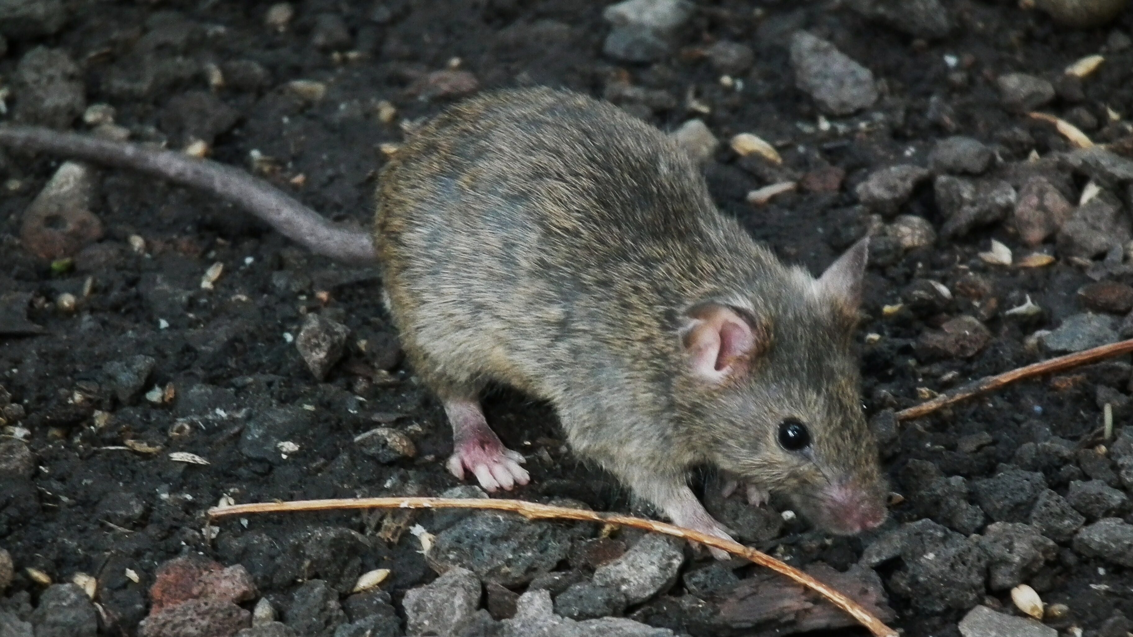 A close up of a mouse