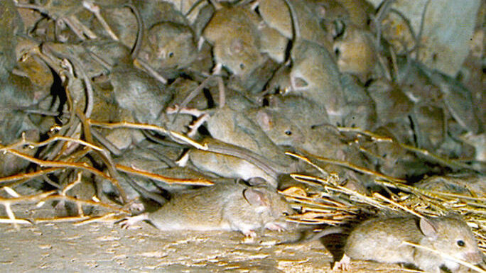 A colony of mice