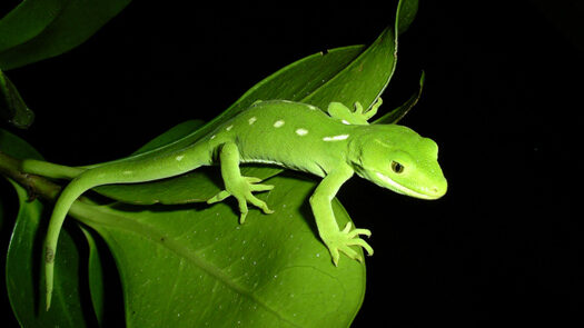 Green gecko on a leaf