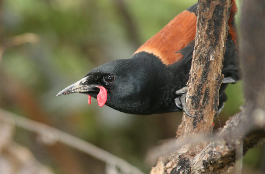 tīeke on a branch