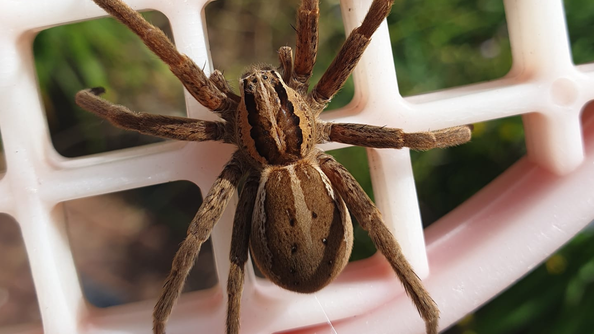 Close up of a nursery spider.
