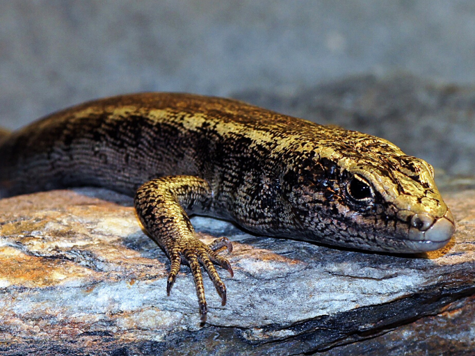 Close up of Otago skink on a rock