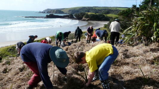 A group of people planting along the coastline