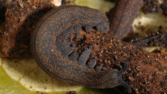 A close-up of a peripatus