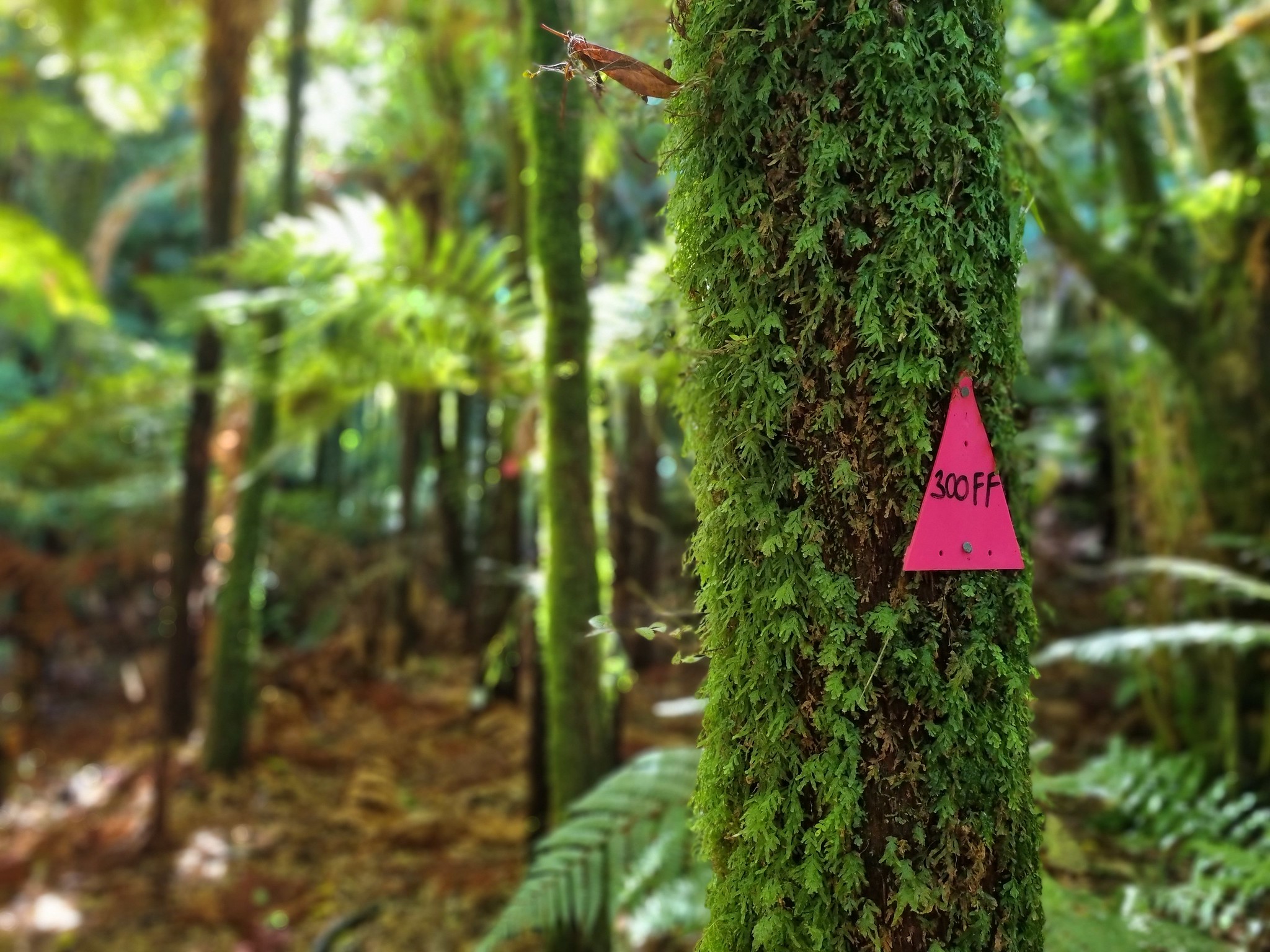 Pink track marker on a tree in the bush
