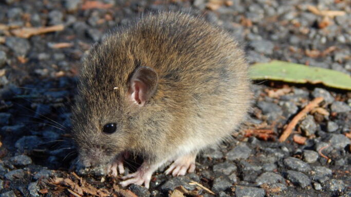 A small kiore rat