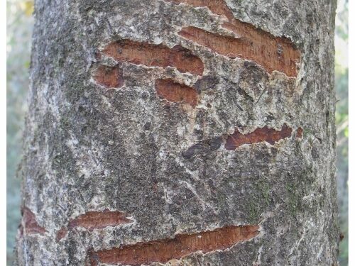 target possums in the bush by finding their marks -Possum bark biting on kamihi