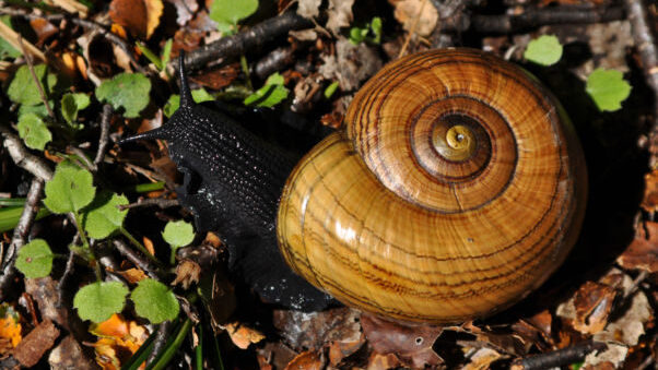 A large snail in leaf litter