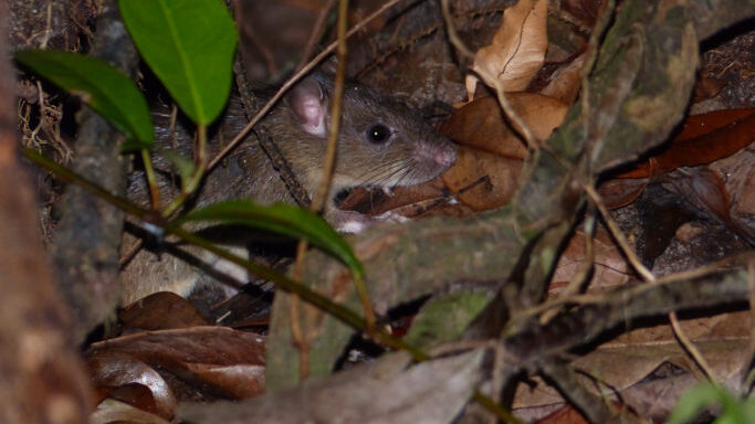 A rat amongst leaf litter