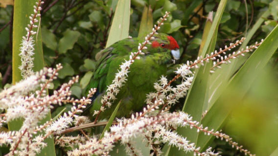 Parakeet in a Cabbage tree