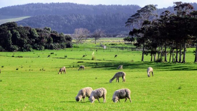 Image of a grassy paddock with a few sheep