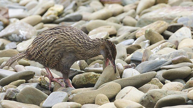 Weka with a stone in its beak