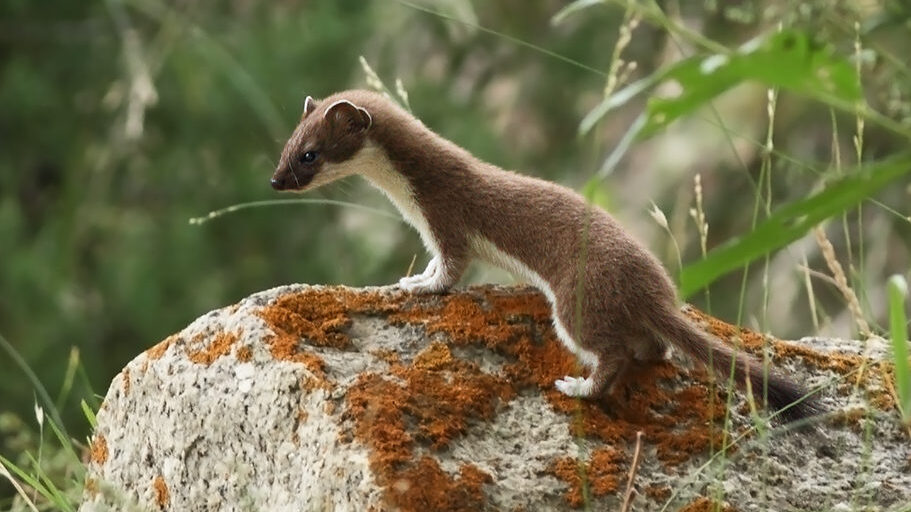 A stoat perched on a rock
