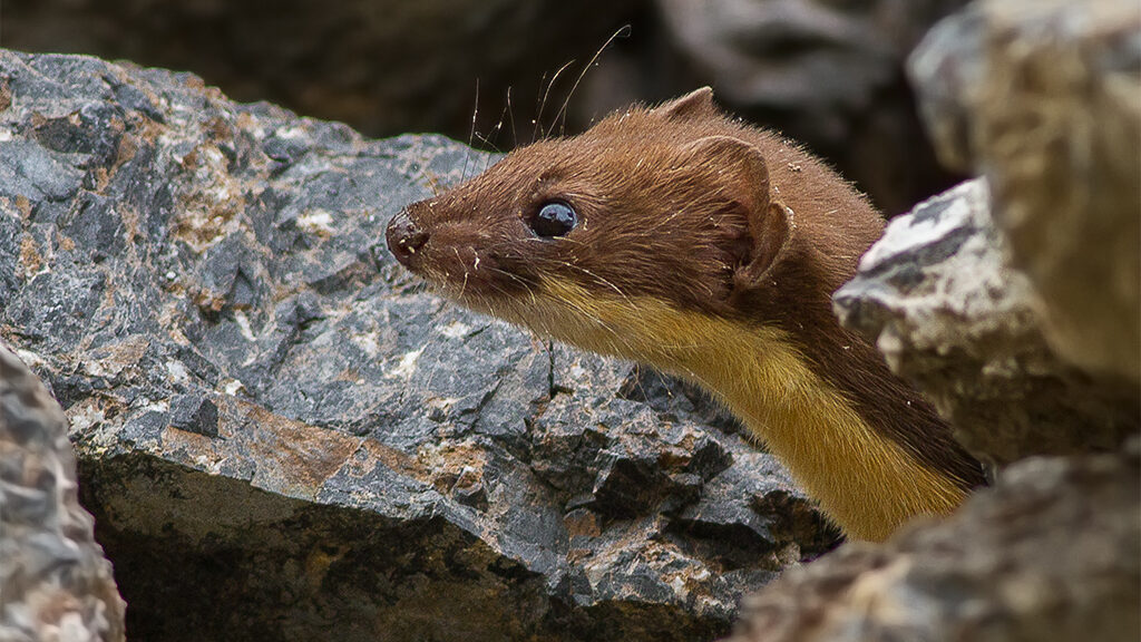 A close up of a stoat