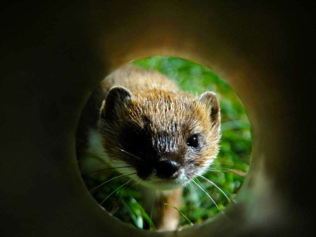 A stoat peering through a tube at the camera.