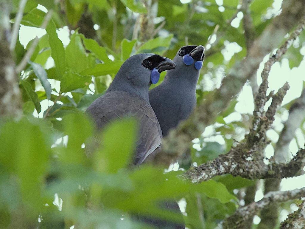 A pair of kōkako in a tree