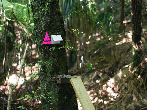 The pink triangles lead to a bait station off the track.