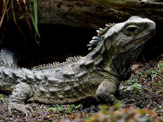 Tuatara, a native species that will benefit from NZ being predator free