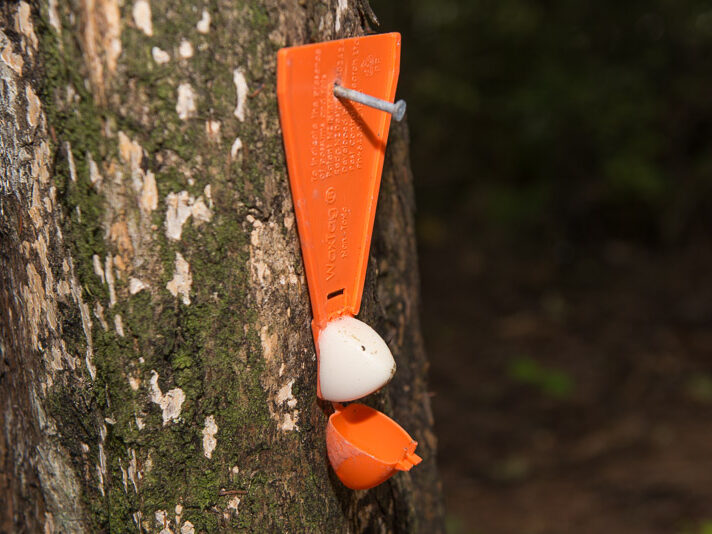 You nail wax tags to trees about a hammer's height off the ground