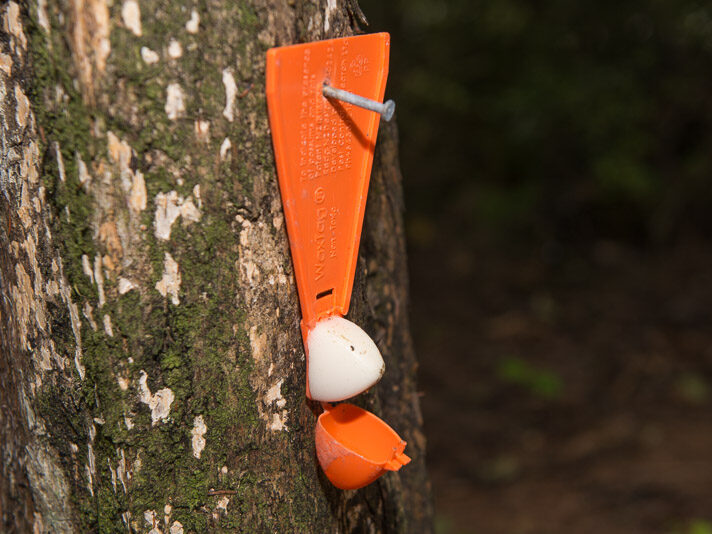 You nail wax tags to trees about a hammer's height off the ground