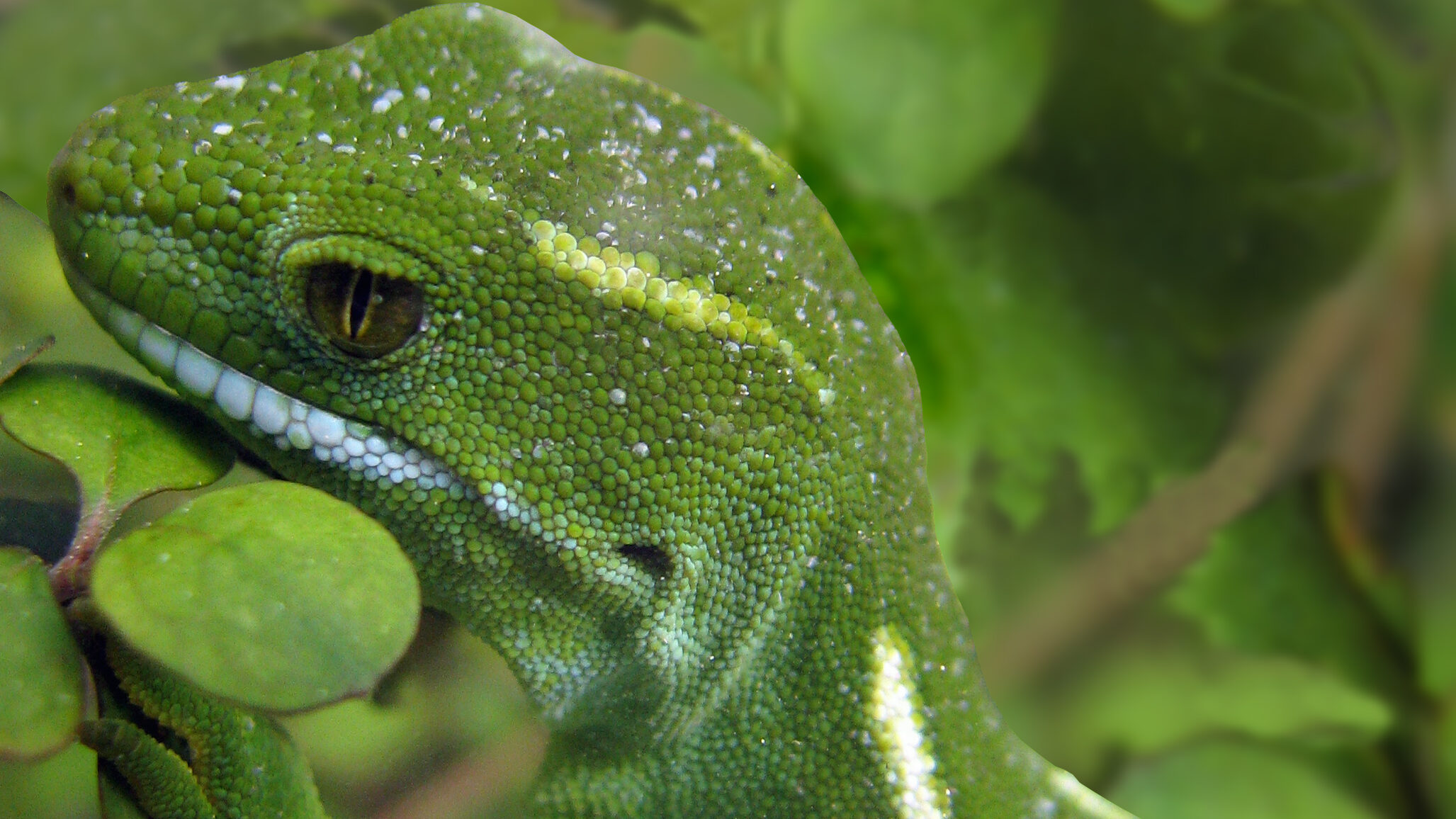 A close up of the Wellington green gecko