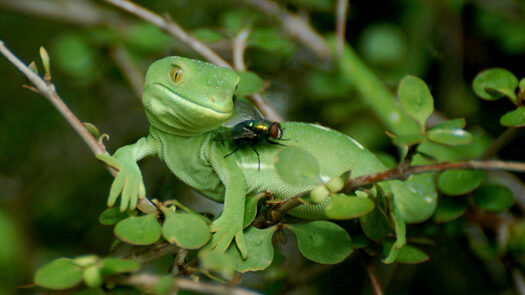 A green gecko on a branch