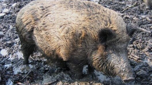 A boar in a mud bath