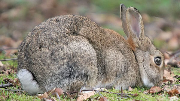 A close up of a rabbit
