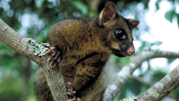 A brushtail possum on a branch