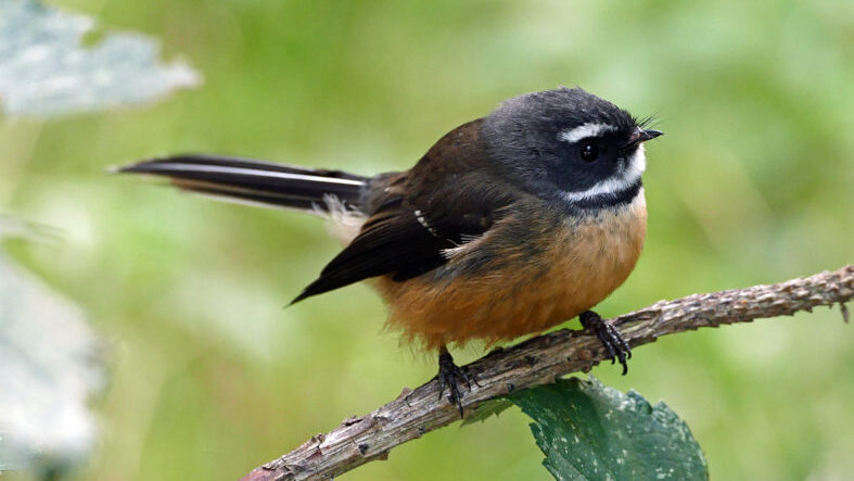 Image of a fantail sitting on a branch