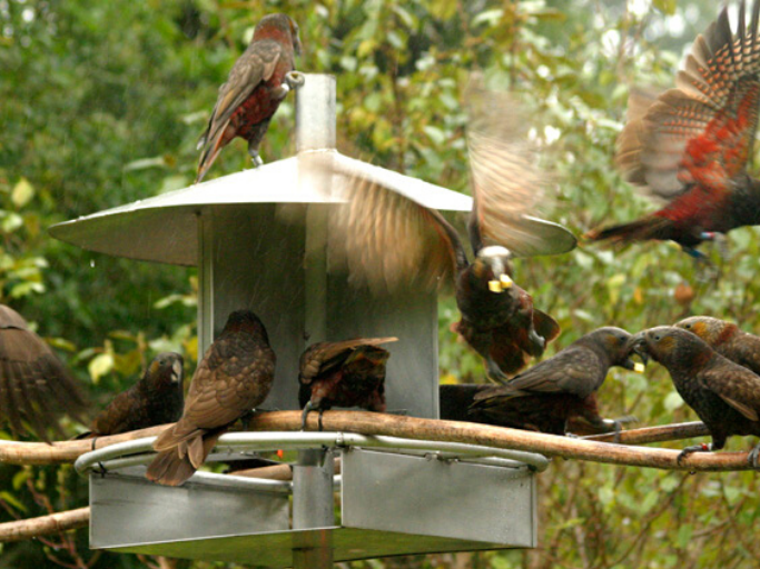 Running an AGM should be less chaotic than a kākā feeding frenzy. Photo @ Mike G (Flickr)