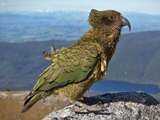 A kea on a rock with its feathers being tussled
