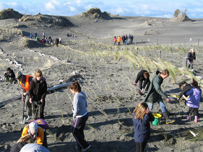 Volunteers work on a sand dune