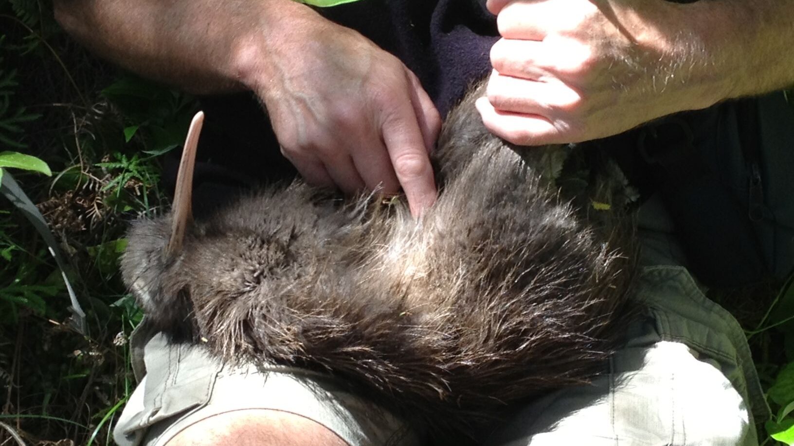 A kiwi being held by a ranger