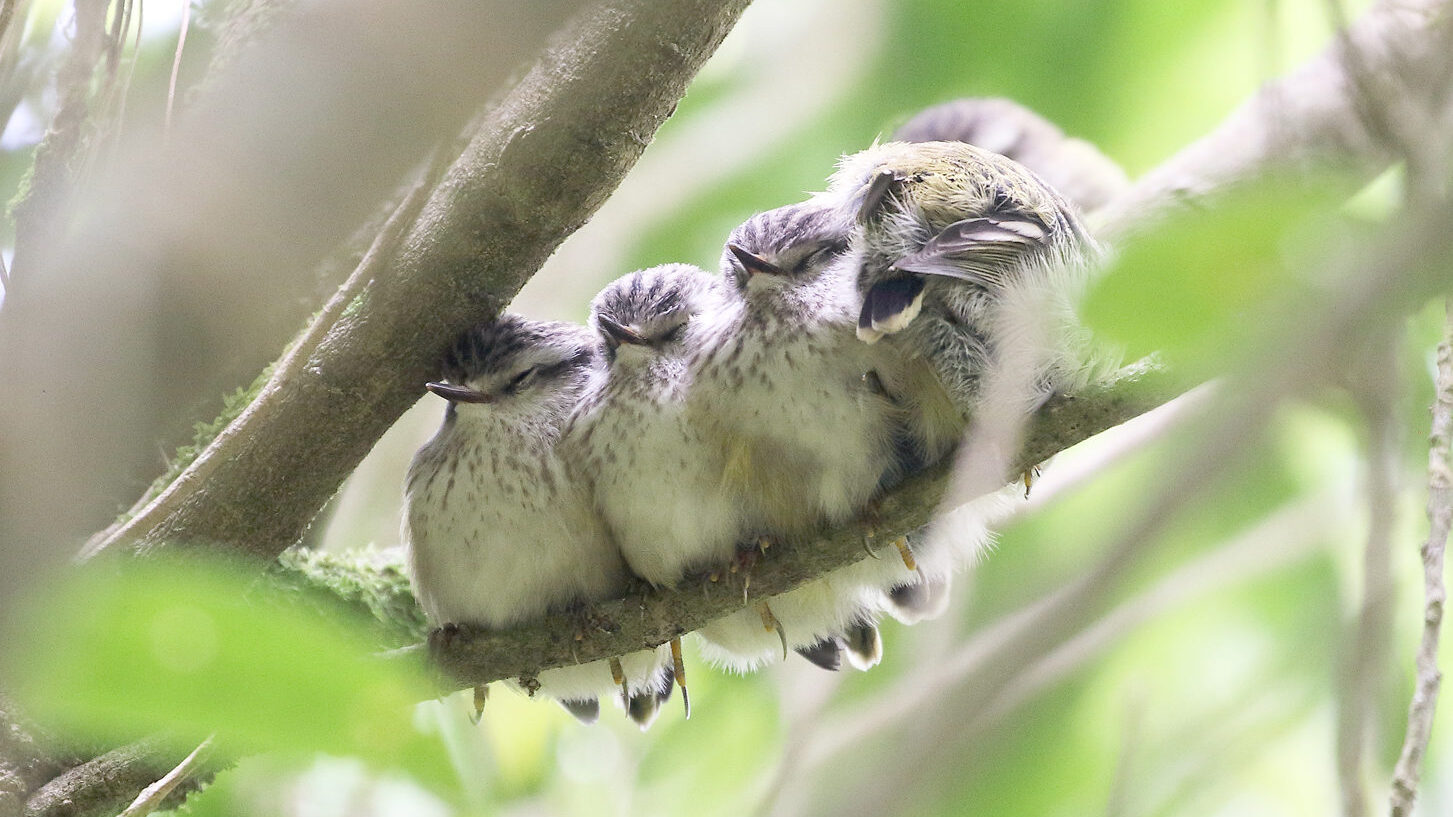 Five titipounamu chicks huddled together on a branch.
